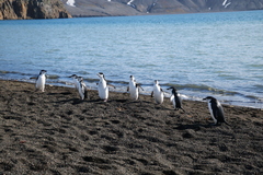 Pygoscelis antarcticus