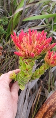 Crassula coccinea