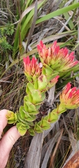 Crassula coccinea