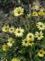 Arctotheca calendula