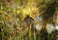 Erebia embla