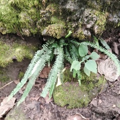 Asplenium monanthes