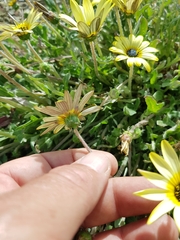 Arctotheca calendula