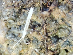 Scutigerella