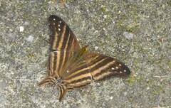Marpesia chiron