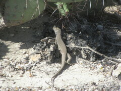 Aspidoscelis marmoratus