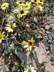 Arctotheca calendula