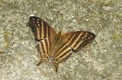 Marpesia chiron