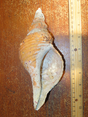 Triplofusus princeps