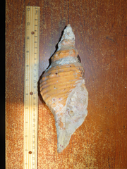 Triplofusus princeps