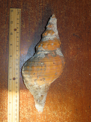 Triplofusus princeps