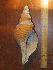 Triplofusus princeps