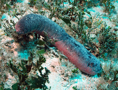 Holothuria edulis