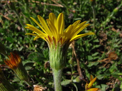 Noticastrum acuminatum