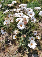 Dimorphotheca nudicaulis