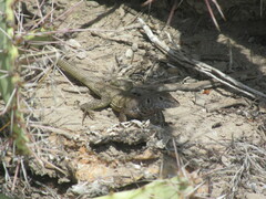 Aspidoscelis tesselatus