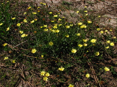 Noticastrum acuminatum