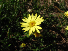Noticastrum acuminatum