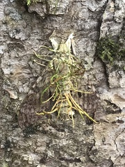 Akanthomyces tuberculatus