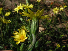 Noticastrum acuminatum