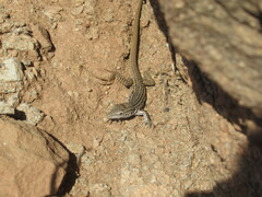 Aspidoscelis tesselatus