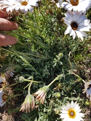 Dimorphotheca nudicaulis
