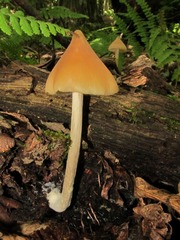 Entoloma luteum