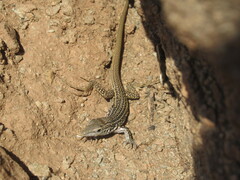 Aspidoscelis tesselatus