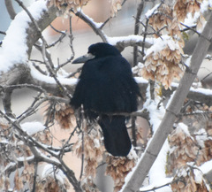 Corvus frugilegus