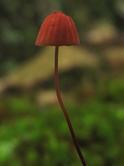 Marasmius pulcherripes