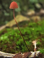 Marasmius pulcherripes