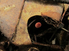 Marasmius pulcherripes