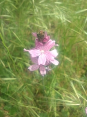 Sidalcea malviflora
