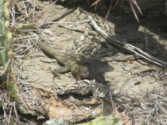 Aspidoscelis tesselatus