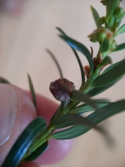 Cecidophyopsis psilaspis