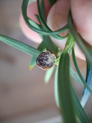 Cecidophyopsis psilaspis