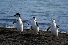 Pygoscelis antarcticus