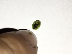 Cassida hemisphaerica