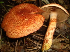 Cortinarius bolaris