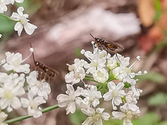 Braconinae