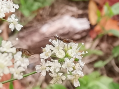 Braconinae