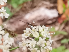 Braconinae