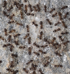 Nylanderia jaegerskioeldi