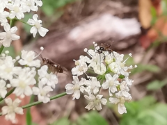 Braconinae