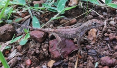 Anolis ortonii