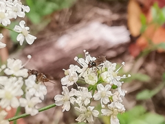 Braconinae