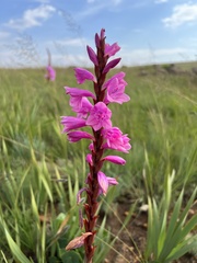 Watsonia pulchra