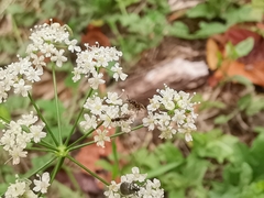 Braconinae
