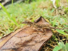 Anolis ortonii