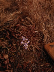 Moraea stricta